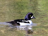 IJslandse Brilduiker - Barrow's Goldeneye
