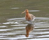 IJslandse Grutto - Icelandic Black-tailed Godwit
