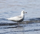 Kleine Burgemeester - Iceland Gull