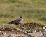 Kleine Jager - Arctic Skua