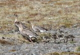 Kleine Rietganzen - Pink-footed Geese