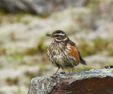 Koperwiek - Redwing