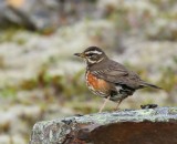 Koperwiek - Redwing