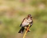 Koperwiek - Redwing