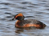 Kuifduiker - Horned Grebe