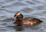 Kuifduiker - Horned Grebe