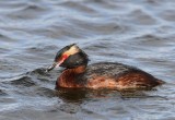 Kuifduiker - Horned Grebe