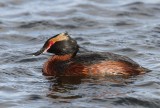 Kuifduiker - Horned Grebe