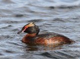 Kuifduiker - Horned Grebe