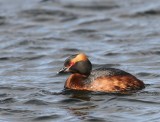 Kuifduiker - Horned Grebe