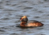 Kuifduiker - Horned Grebe