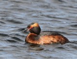 Kuifduiker - Horned Grebe