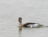 Middelste Zaagbek - Red-brested Merganser