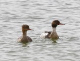 Middelste Zaagbekken - Red-brested Merganser