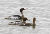 Middelste Zaagbekken - Red-brested Merganser