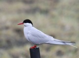 Noordse Stern - Arctic Tern