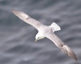 Noordse Stormvogel - Northern Fulmar