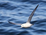 Noordse Stormvogel - Northern Fulmar