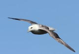 Noordse Stormvogel - Northern Fulmar
