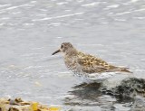 Paarse Strandloper - Purple Sandpiper