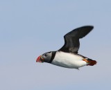 Papegaaiduiker - Atlantic Puffin