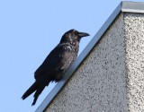 Raaf - Common Raven
