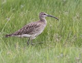 Regenwulp - Whimbrel