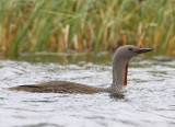 Roodkeelduiker - Red-throated Loon