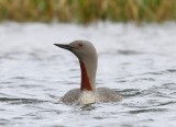 Roodkeelduiker - Red-throated Loon