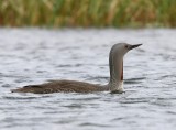 Roodkeelduiker - Red-throated Loon