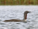 Roodkeelduiker - Red-throated Loon
