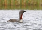 Roodkeelduiker - Red-throated Loon