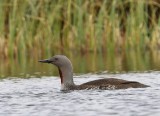 Roodkeelduiker - Red-throated Loon