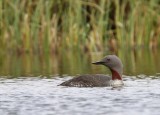 Roodkeelduiker - Red-throated Loon