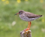 Tureluur - Common Redshank