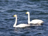 Wilde Zwanen - Whooper Swans