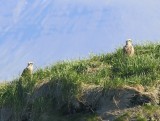 Zeearenden - White-tailed Eagles