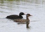 Zwarte Zee-eenden - Common Scoters