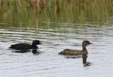 Zwarte Zee-eenden - Common Scoters