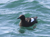 Zwarte Zeekoet - Black Guillemot