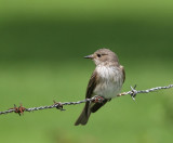 Grauwe Vliegenvanger - Spotted Flycatcher