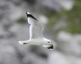 Stormmeeuw - Common Gull