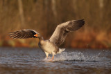 grauwe gans land1.jpg