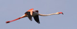 Flamingo 13.jpg
