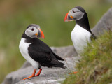 puffin runde 10.jpg