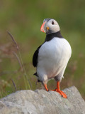 puffin runde 29.jpg