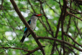  Woodland kingfisher