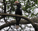  Silvery cheeked hornbill  (Bycanistes brevis)