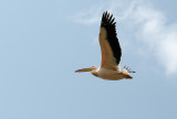  Great White Pelican (Pelecanus onocrotalus)