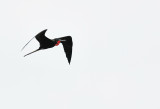  Magnificent Frigatebird-Male